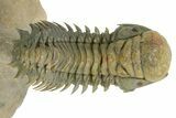 Flying Crotalocephalina Trilobite - Exposed Hypostome #359239-3